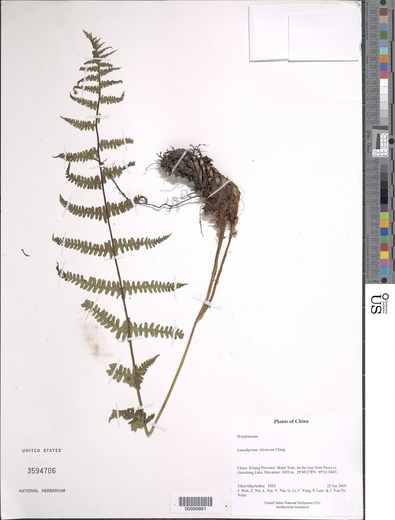 Deparia subsimilis
