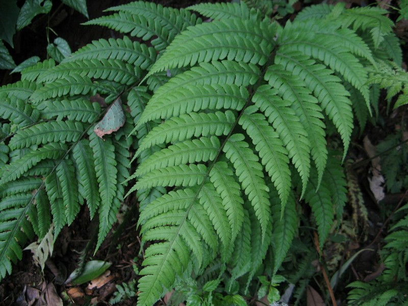 Deparia unifurcata