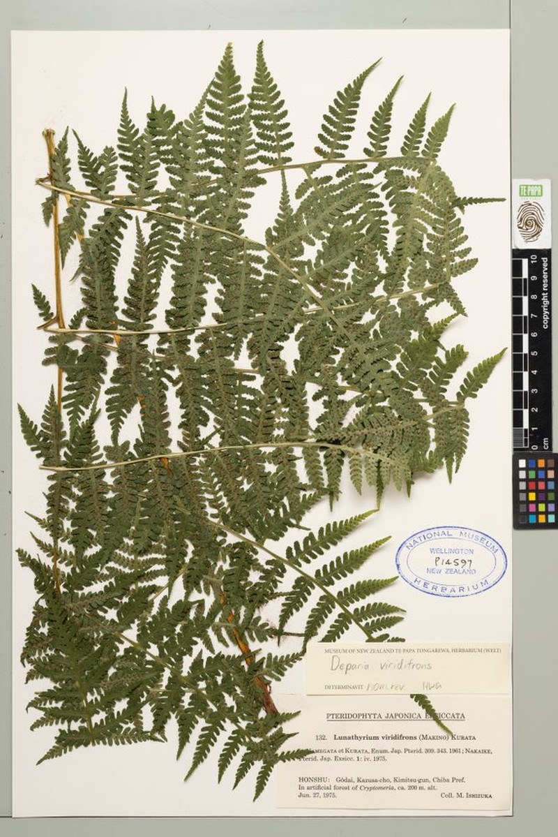 Deparia viridifrons