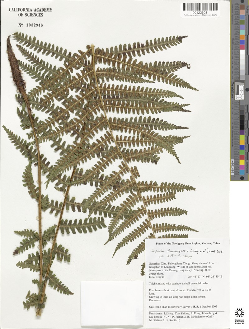 Deparia wilsonii var. wilsonii