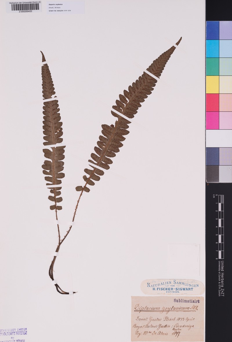 Deparia zeylanica