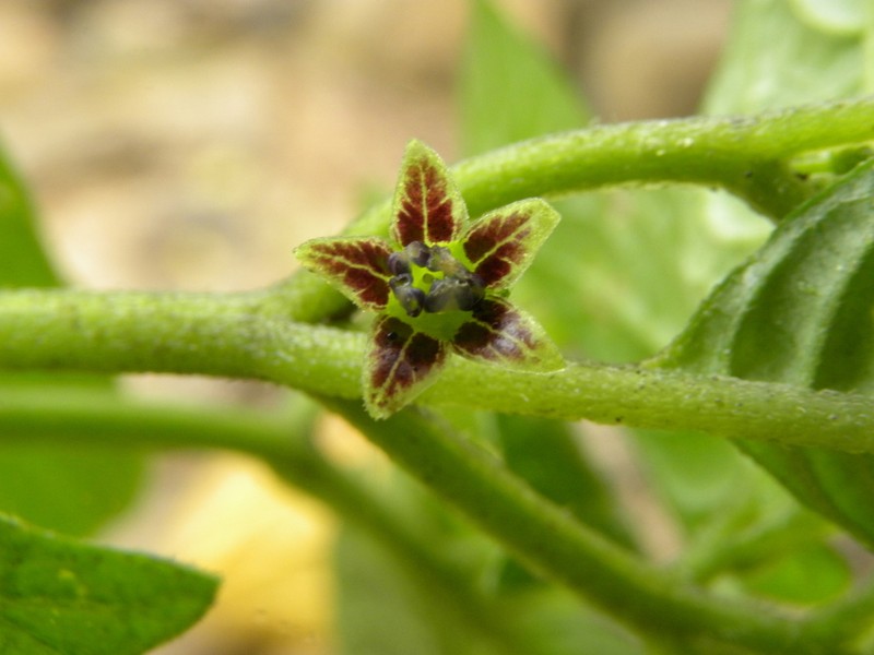 Deprea altomayoensis