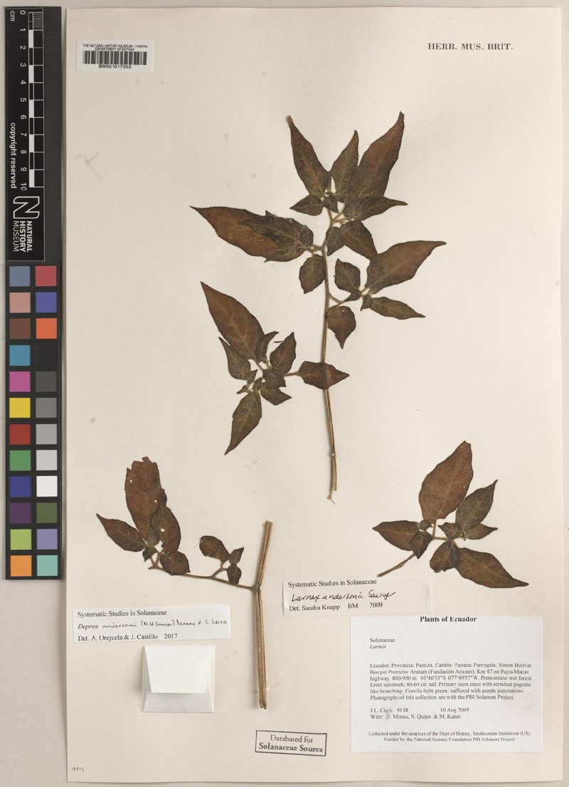 Deprea andersonii