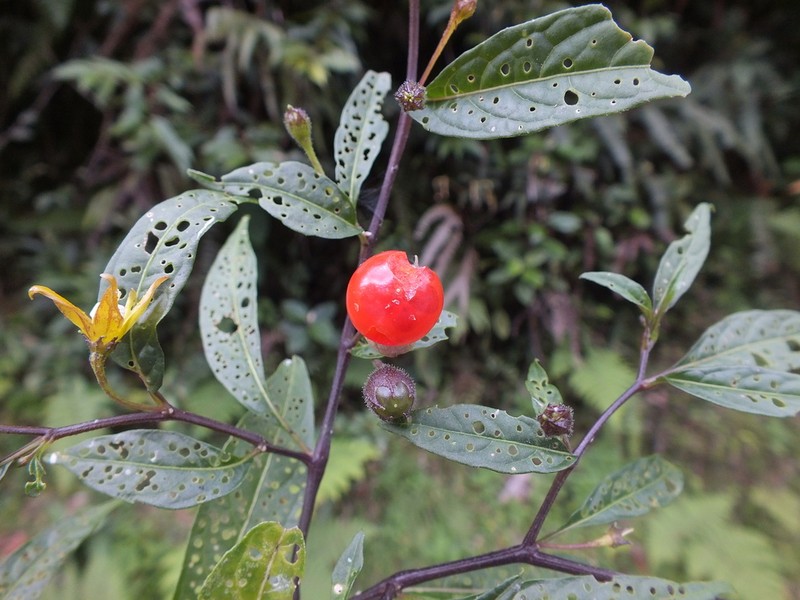 Deprea auccana