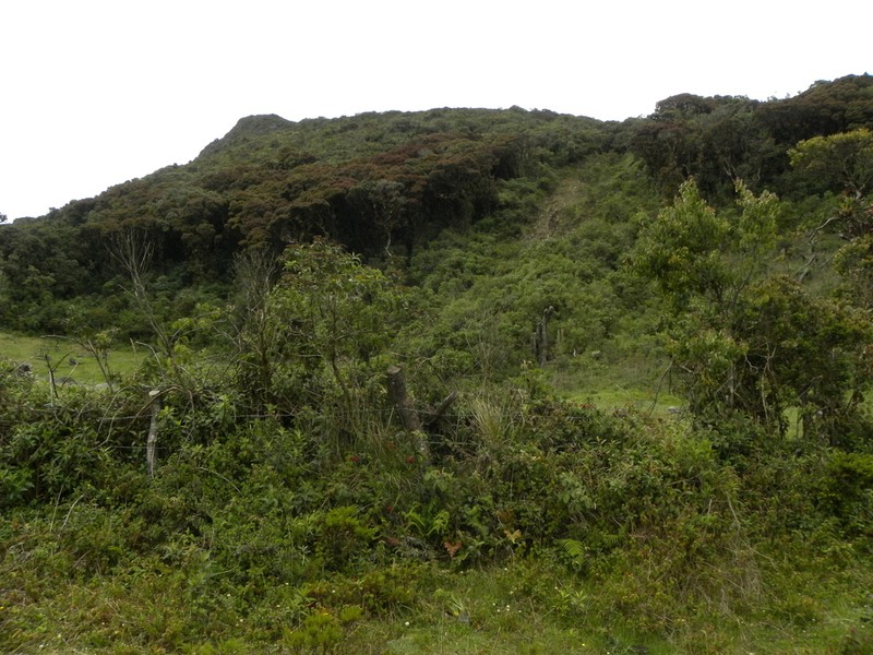 Deprea chotanae