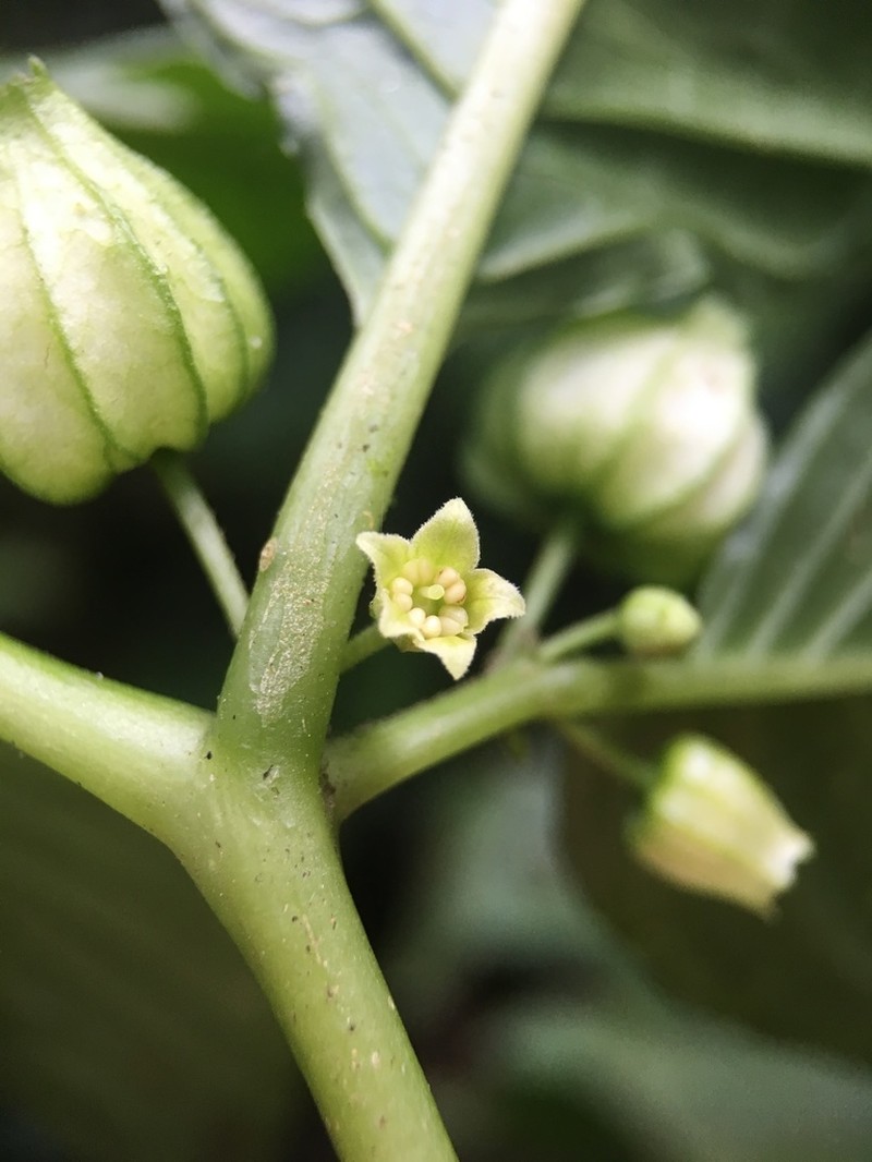 Deprea darcyana