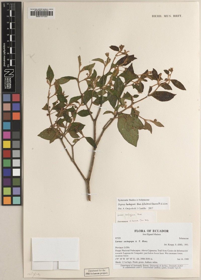 Deprea harlingiana