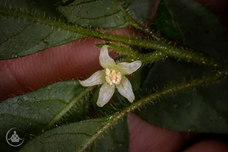 Deprea hawkesii