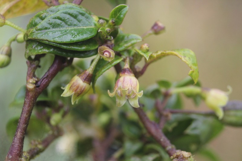 Deprea hawkesii photo 2