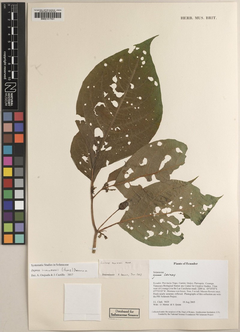 Deprea hawkesii photo 4