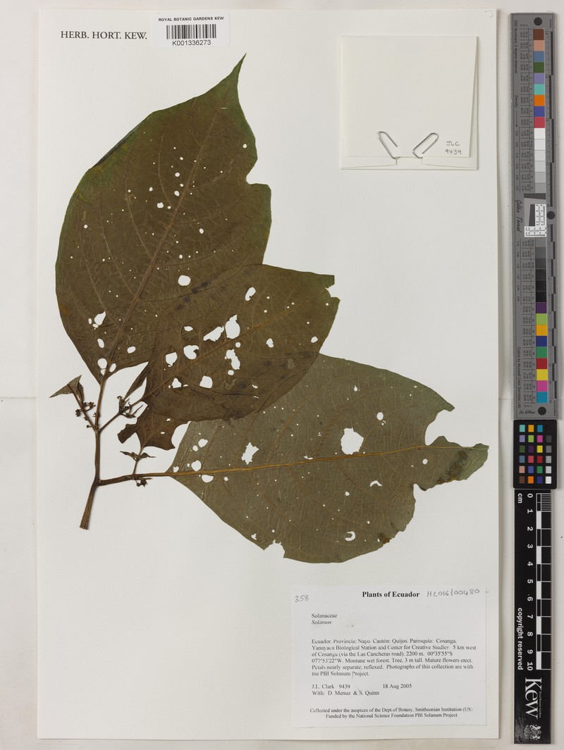 Deprea hawkesii photo 5