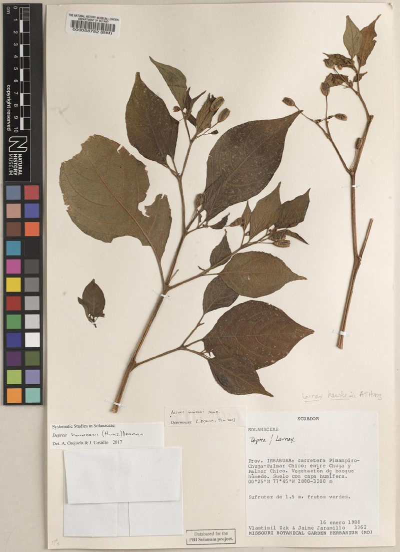 Deprea hawkesii photo 6