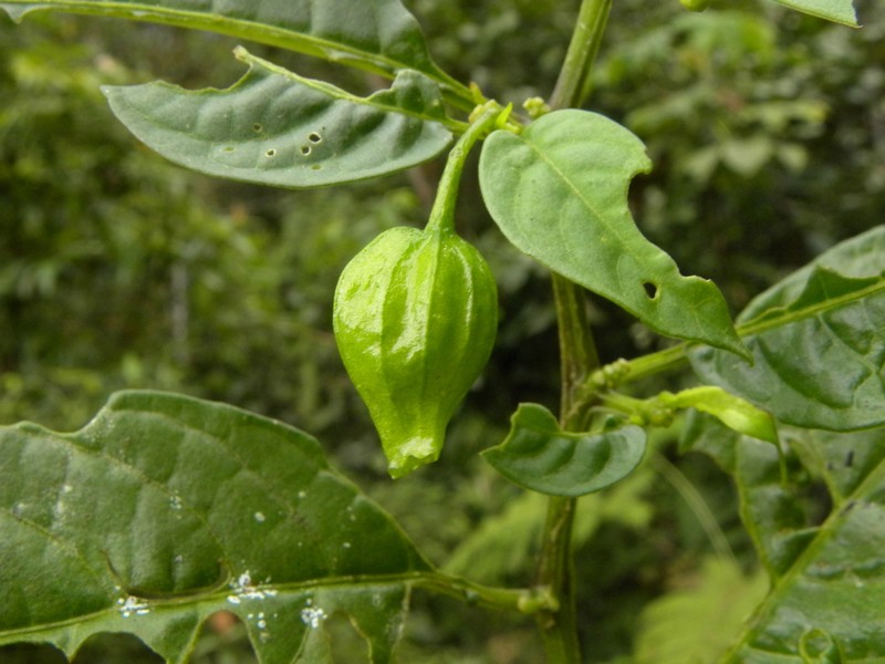 Deprea longipedunculata