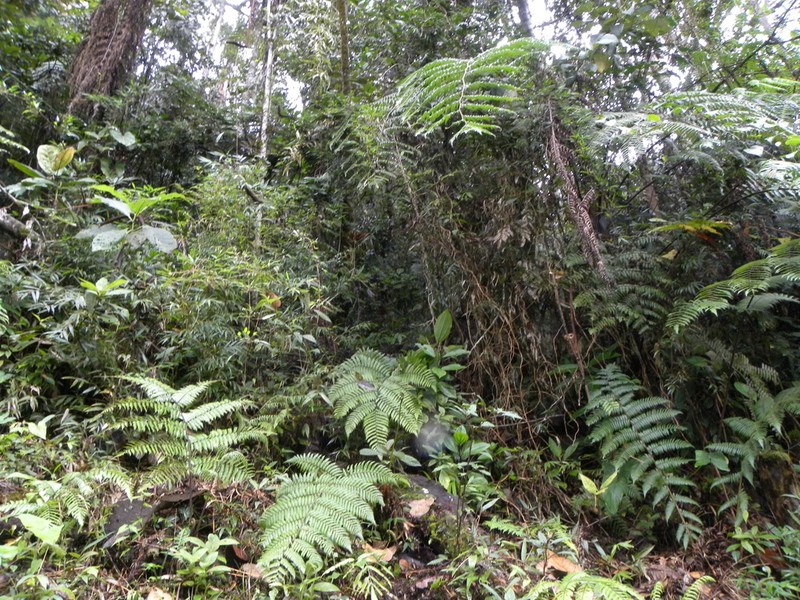 Deprea longipedunculata photo 2