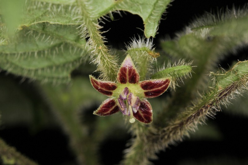 Deprea macasiana