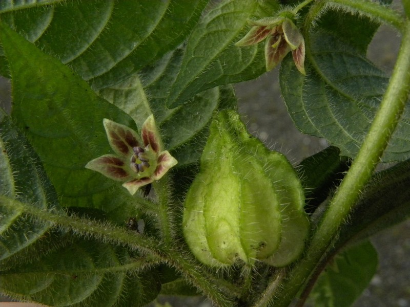 Deprea macasiana photo 2