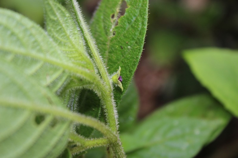 Deprea macasiana photo 3