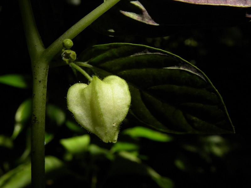 Deprea maculatifolia