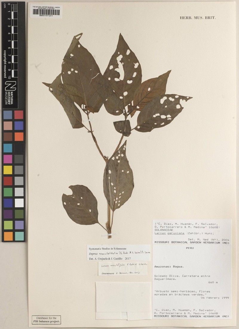 Deprea maculatifolia photo 2