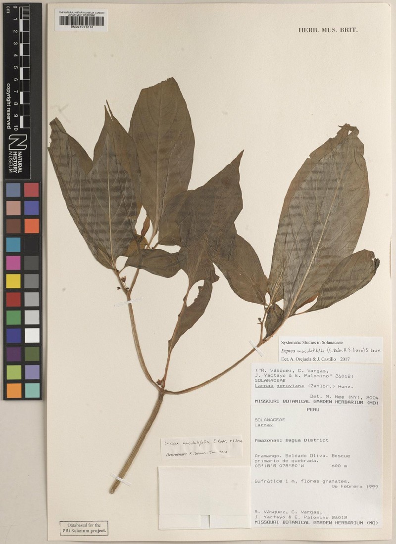 Deprea maculatifolia photo 3