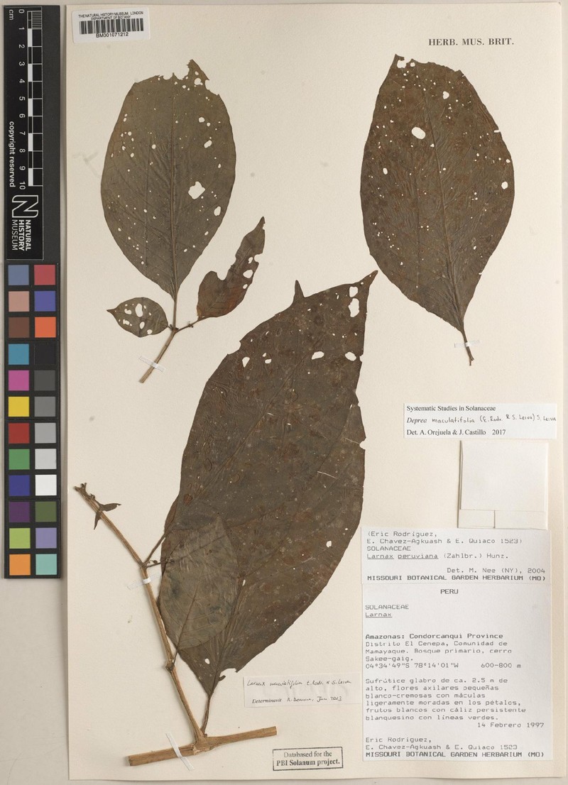 Deprea maculatifolia photo 4