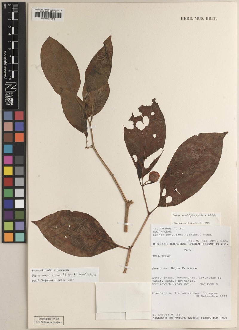 Deprea maculatifolia photo 5