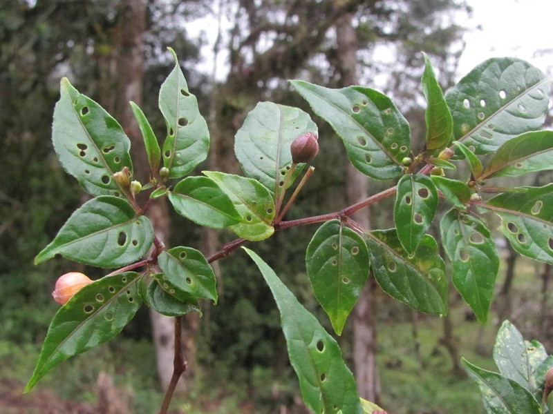 Deprea parviflora
