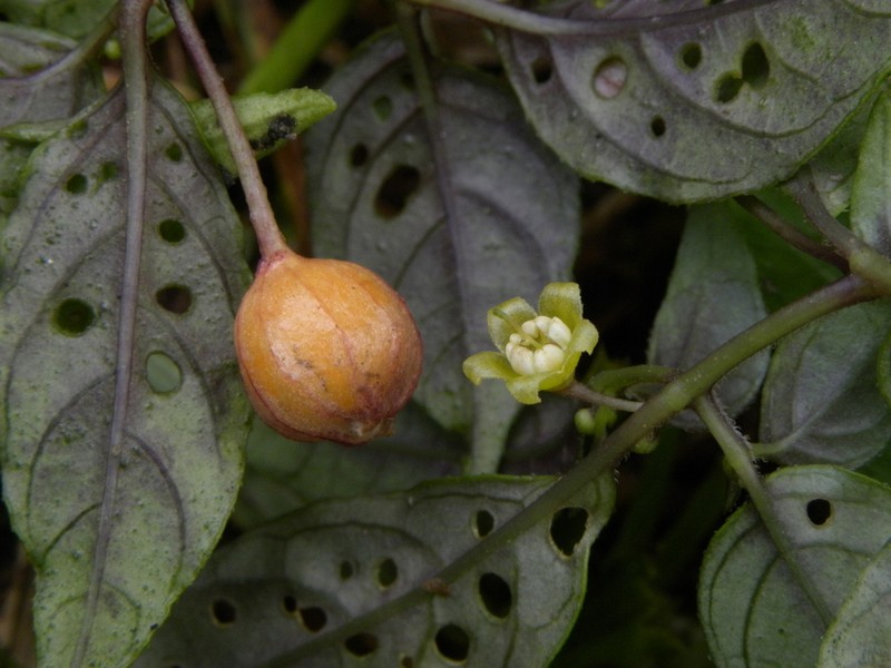 Deprea parviflora photo 2