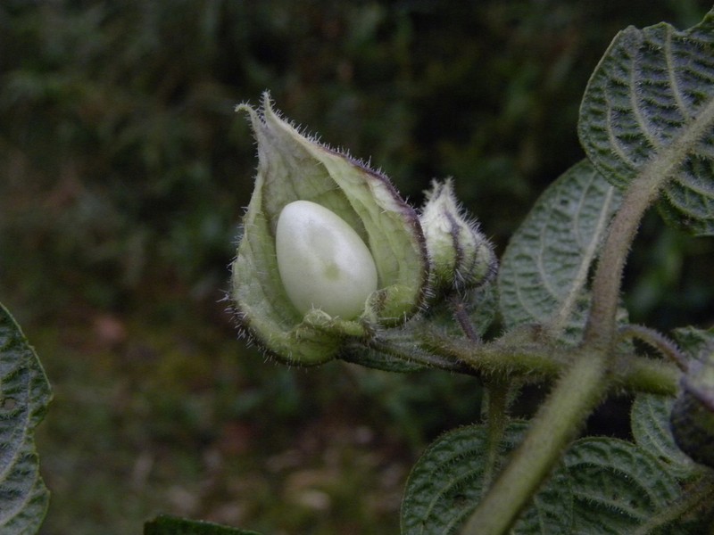 Deprea pauciflora