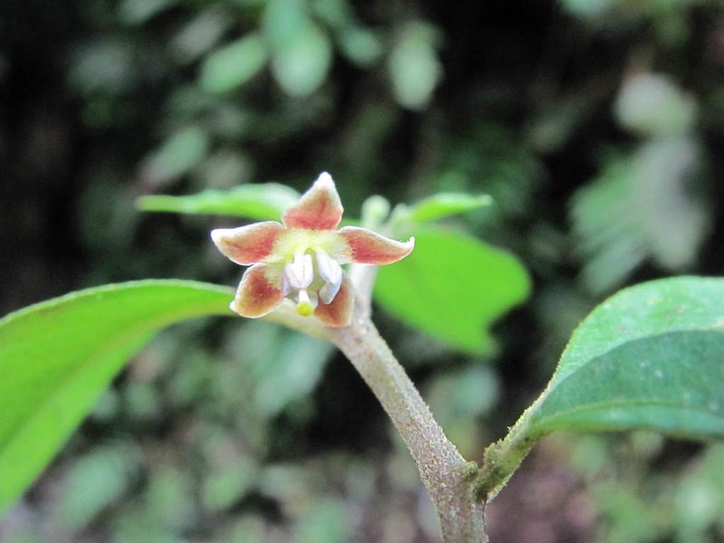 Deprea pecaensis