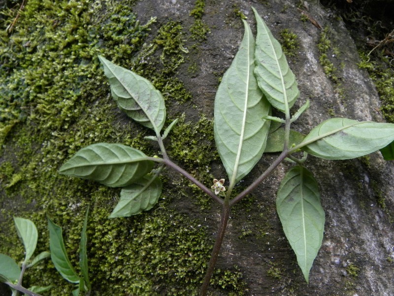 Deprea pecaensis photo 2