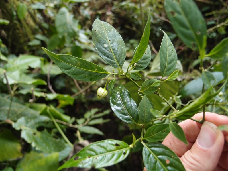 Deprea peruviana