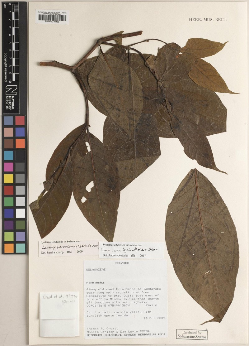 Deprea peruviana photo 2