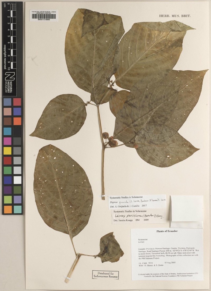 Deprea peruviana photo 3