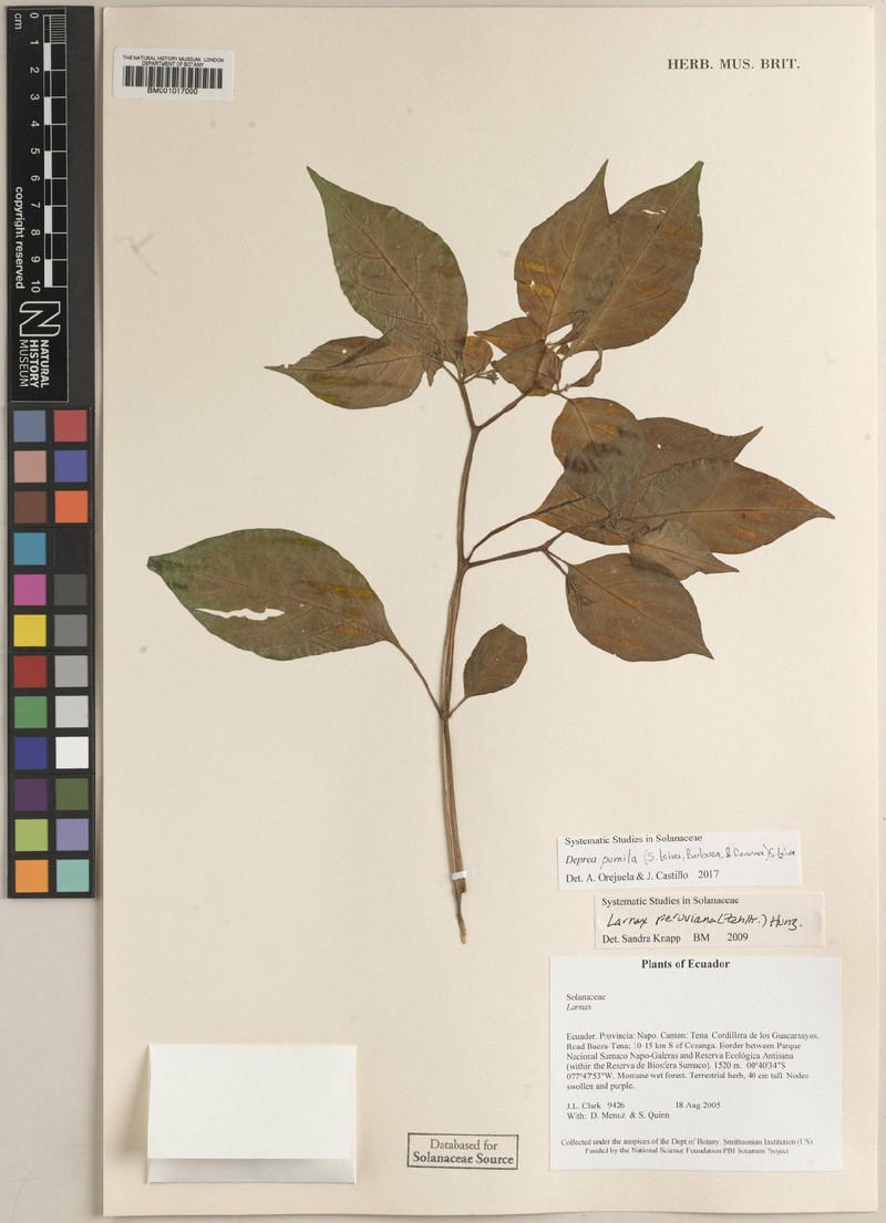 Deprea peruviana photo 4