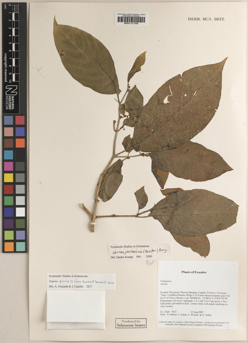 Deprea peruviana photo 5
