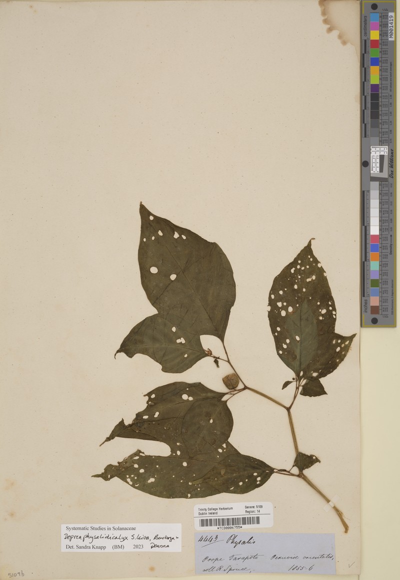 Deprea physalidicalyx