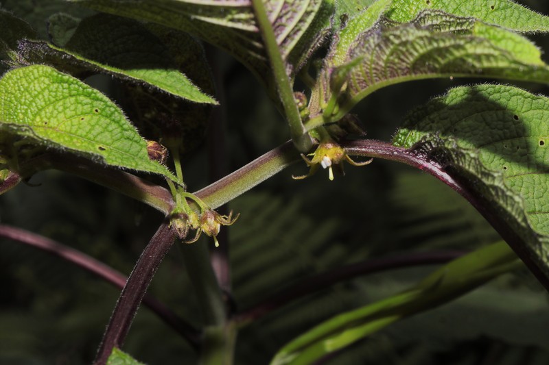 Deprea pilosa photo 2