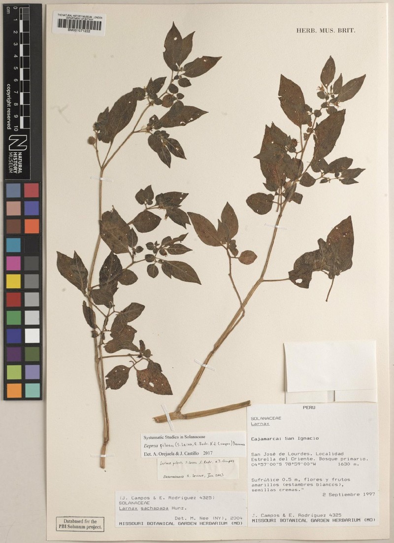 Deprea pilosa photo 3