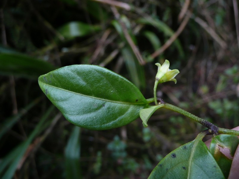 Deprea psilophyta