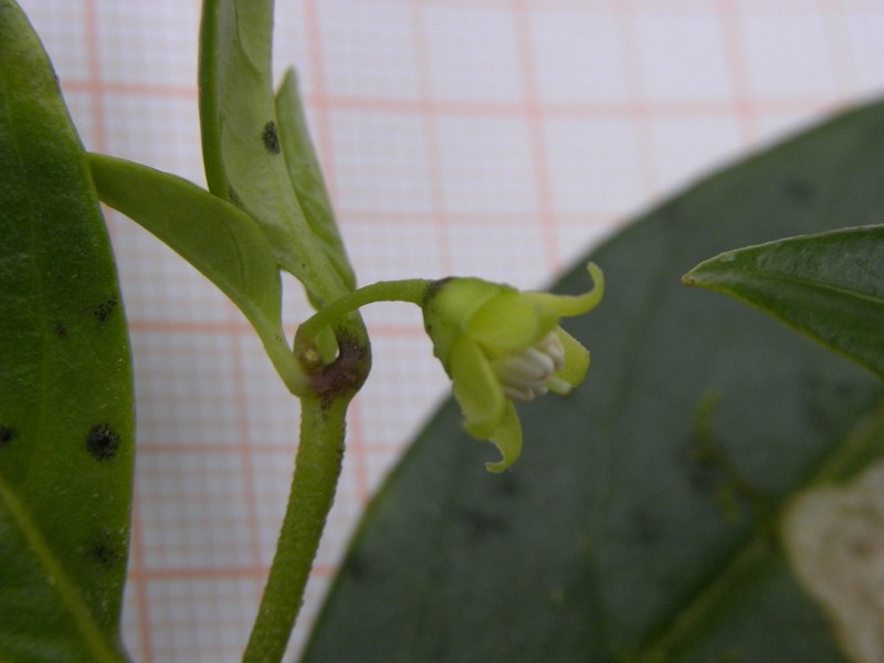 Deprea psilophyta photo 2