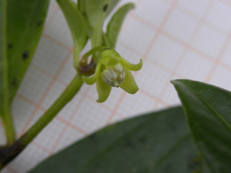 Deprea psilophyta photo 3