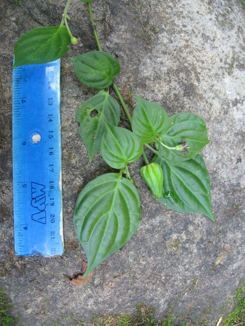 Deprea pumila