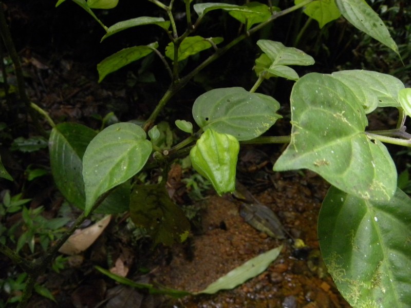 Deprea pumila photo 2