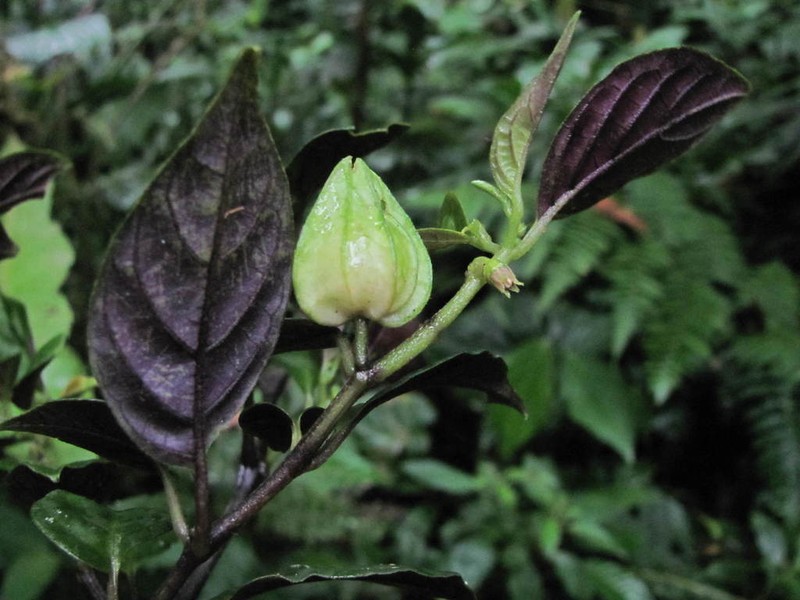 Deprea pumila photo 3