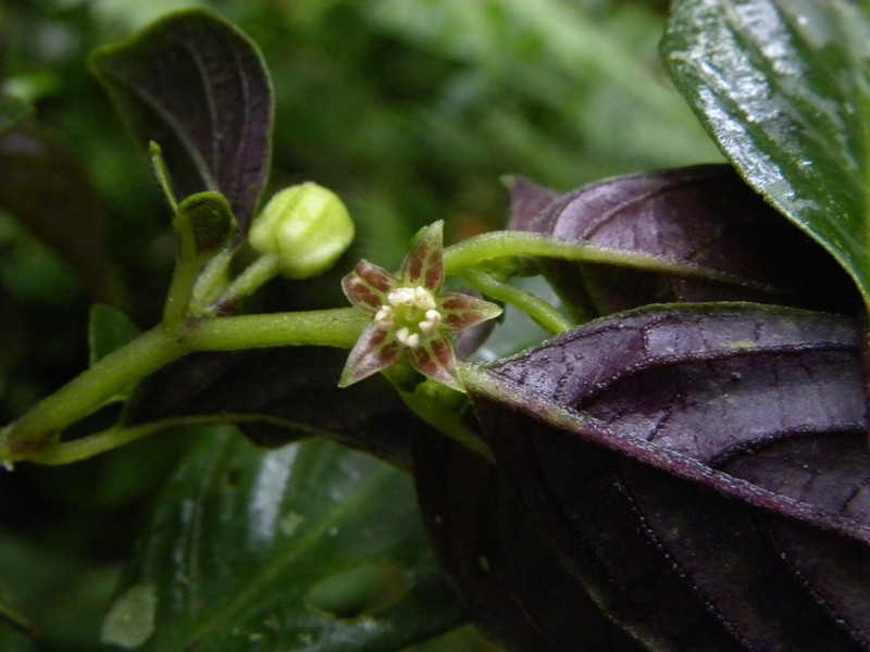 Deprea pumila photo 4