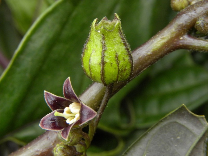 Deprea purpurea