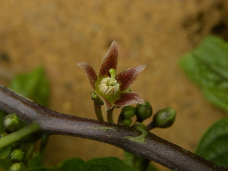 Deprea purpurea photo 2