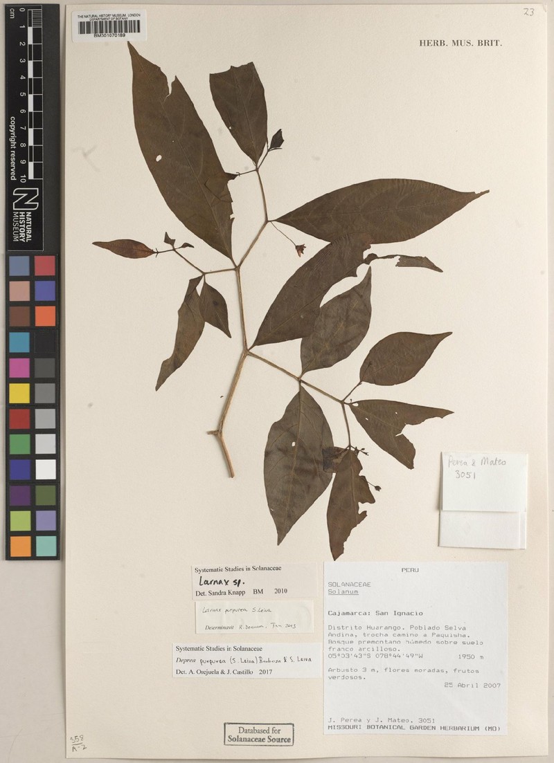 Deprea purpurea photo 3
