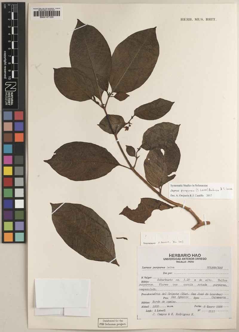 Deprea purpurea photo 4
